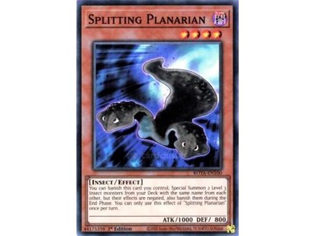 Splitting Planarian (Ultra Rare)