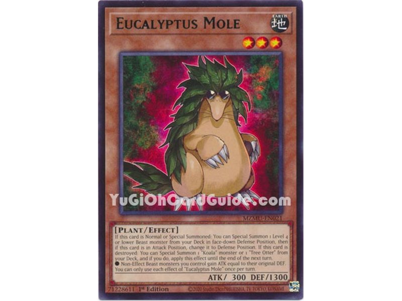 Eucalyptus Mole (Rare)