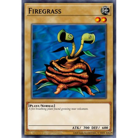 Firegrass (Common)