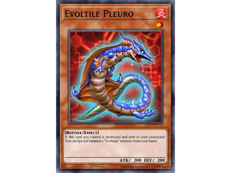 Evoltile Pleuro (Common)