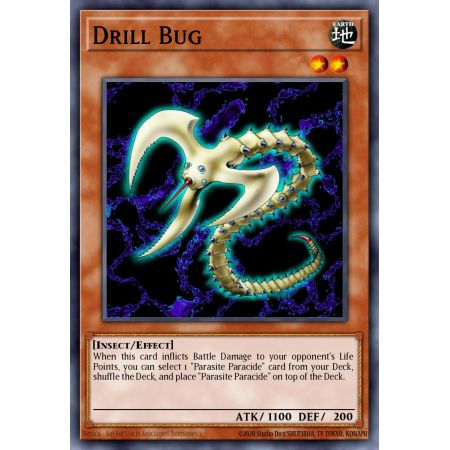 Drill Bug (Common)