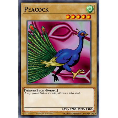 Peacock (Common)