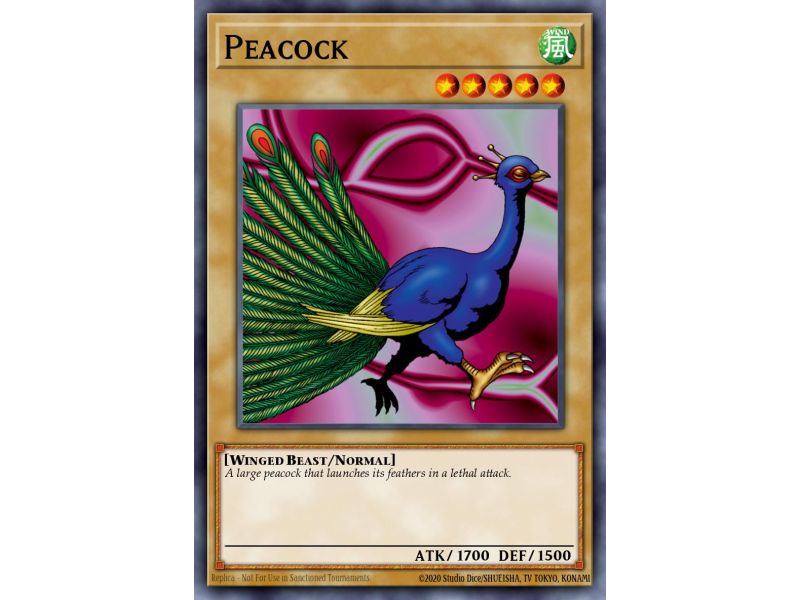 Peacock (Common)