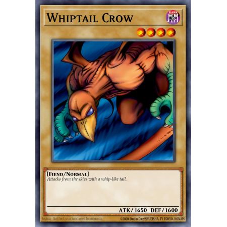 Whiptail Crow (Common)