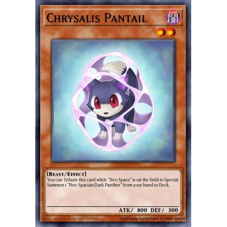 Chrysalis Pantail (Common)