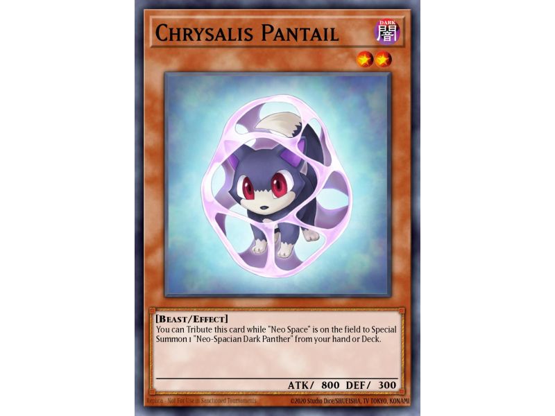 Chrysalis Pantail (Common)